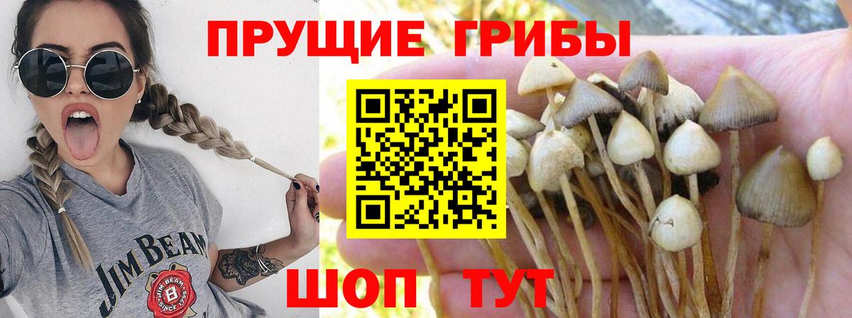 Кингисепп  Галлюциногенные грибы GOLDEN TEACHER  Вход с VPN  Псилоцибиновые грибы мицелий 